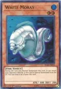 White Moray BLLR-EN018
