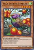 Star Staring Starling DANE-EN024