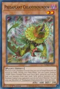 Predaplant Chlamydosundew LDS3-EN071