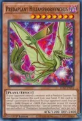 Predaplant Heliamphorhynchus LDS3-EN072