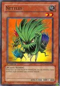 Nettles CSOC-EN024