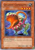 Gigantic Cephalotus CSOC-EN025