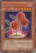 Revival Rose TSHD-EN016
