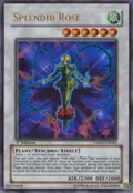 Splendid Rose TSHD-EN043