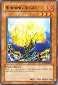 Burning Algae IOC-EN062