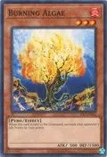 Burning Algae IOC-EN062