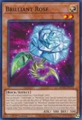 Brilliant Rose MP23-EN124