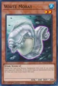 White Moray BLC1-EN051