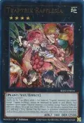 Traptrix Rafflesia (UR) RA02-EN034