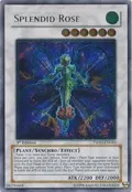 Splendid Rose (UTR) TSHD-EN043