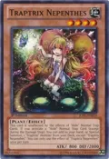 Traptrix Nepenthes JOTL-EN034