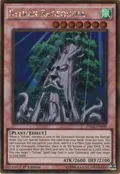 Sylvan Sagequoia PGL2-EN040